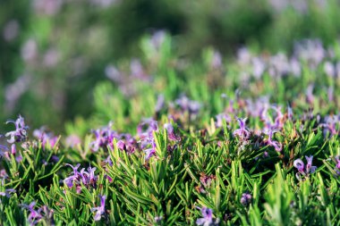 Bahçede çiçek açan biberiye, budanmış çalı, bulanık arka plan. bahar günü