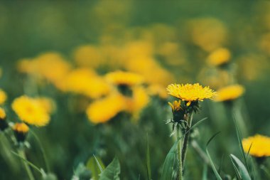 Bir karahindiba çiçeğinin yakın çekimi. Bahar tarlasının bulanık arkaplanı. bahar havası