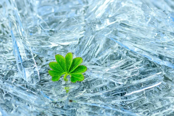 Живое Растение Лед Зеленое Растение Ледяной Поверхности Твердый Естественный Фон — стоковое фото