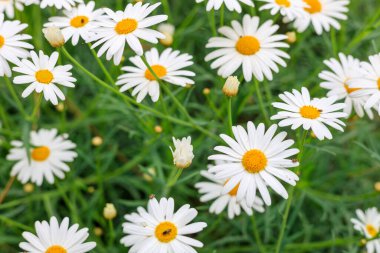 Sahada beyaz yapraklı papatyalar, yan manzara. Bir sıra papatya, yaz çiçekleri, doğadaki güzellik.