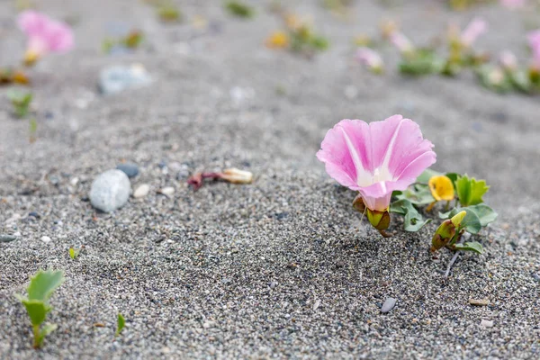 Lähikuva Vaaleanpunainen Bindweed Kukka Hiekalla Kasvaa Ulos Hiekasta — kuvapankkivalokuva