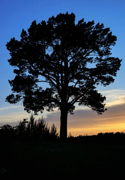 Silhueta Pinheiros Contra Fundo Céu Por Sol Noite Árvore Solitária — Fotografia de Stock