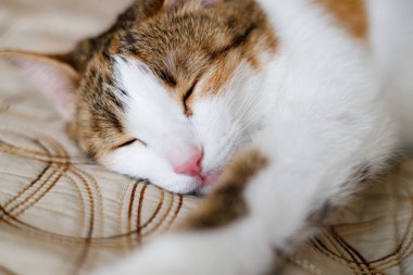 Uyuyan mutlu kedi, kapalı gözlerle bej bir bezin üzerinde yatıyor.