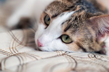 Bej bir bezin üzerinde bir kedinin yüzünün yakın çekimi. açık gözlerle rüya gören bir hayvan