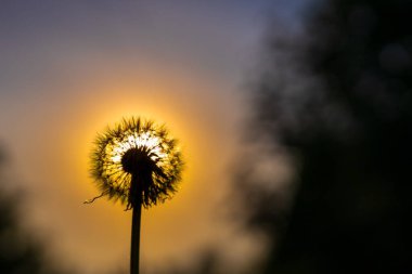 Günbatımında gökyüzüne karşı karahindiba kafası, ışıkta bir karahindiba silueti. Doğanın güzel bir parçası