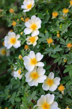 Yapraklı bir dalda bir sürü beyaz gül çiçeği. Bahar mevsiminde taze çiçekler ve yapraklar