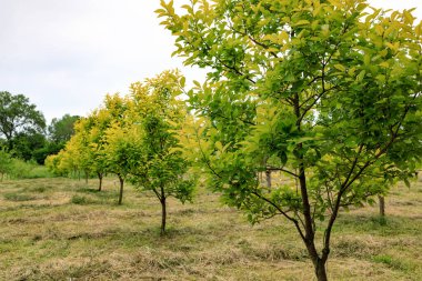 Taze sonbahar yapraklı meyve bahçeleri. Henüz meyve yok, bahar ağaçları. çimen kesimi
