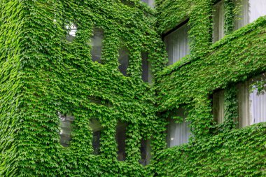 Bina tamamen yeşil yapraklarla kaplı, fazla gelişmiş bir bina. Yeşil bitkilerle kaplı bir binada perdeli pencereler.