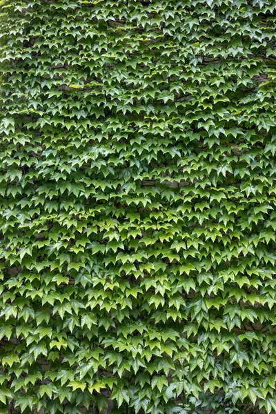 Стіна Покрита Зеленим Листям Жива Стіна Вертикальне Фото — стокове фото