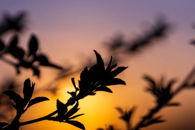 Gün batımında gökyüzünün arka planında yaprakları olan ağaç dallarının siluetleri. Akşam doğası