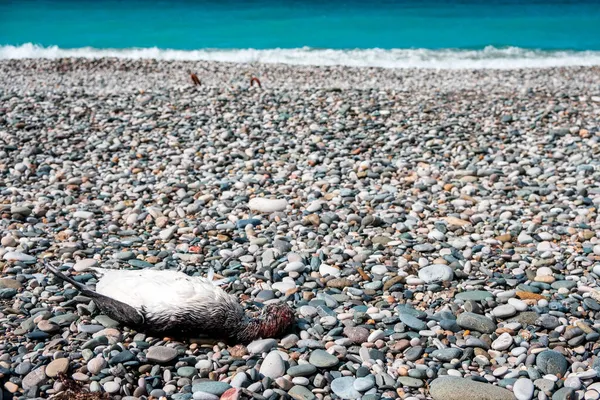 Killed Bird Seashore Problem Illegal Killing Birds Sea Evil People — Stock Photo, Image