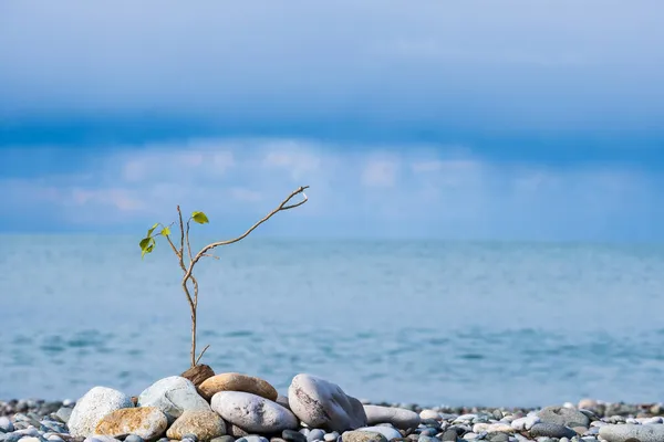 Tree Branch Surrounded Stones Set Seashore Seascape Plant Dyeing — Stock Photo, Image