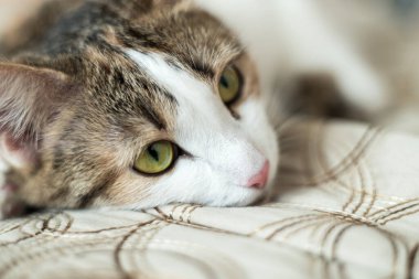 Kapalı gözleri olan bir kedinin kafası. Beyaz bir kedi düşlüyor.