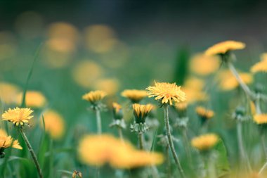 Yeşil bir tarlada sarı karahindiba çiçekleri. Ön plan ve arka plan bulanık. İlk bitkilerin sarı çiçekleri