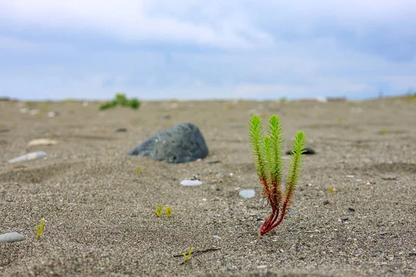 Crooked Plant Growing Sand Skyline Sky Background Stones Sand Harsh — Stock Photo, Image