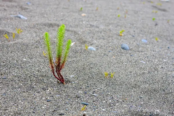 Green Plant Sprouting Sand Fighting Survival Water Plant Grows Sand — Stock Photo, Image