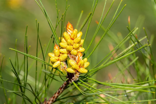 Verse Dennenappel Niet Gevormd Groene Dennennaalden Het Voorjaar — Stockfoto