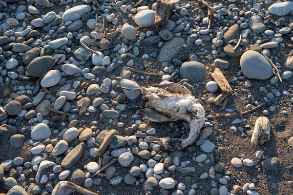 Killed Bird Pebbles Debris Unhappy Animal Man Destroys Birds — Stock Photo, Image