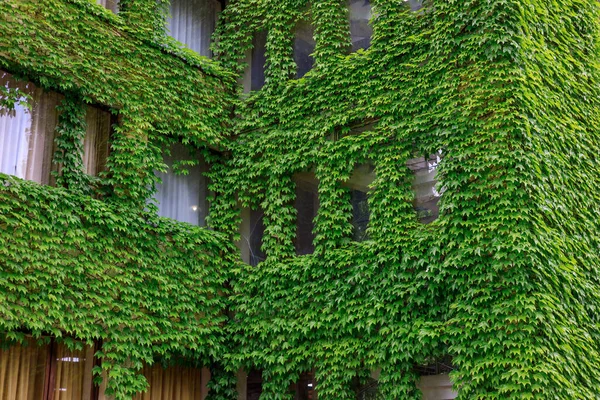 Будівля Покрита Рослинами Вікна Фіранками Будівля Зеленими Стінами Доросла Будівля — стокове фото