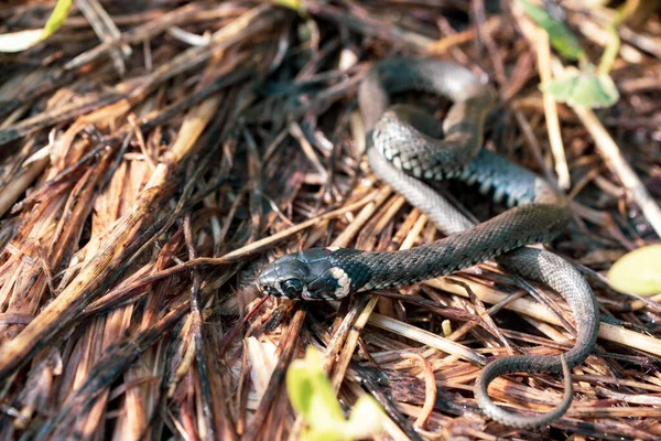 Una Serpiente Joven Yace Suelo Alrededor Hierba Ramas —  Fotos de Stock