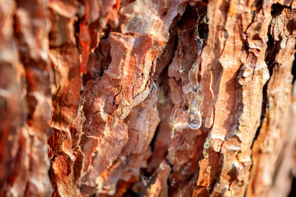 Resin Bark Pine Bright Transparent Resin Flowing Damaged Area Tree — Stock Photo, Image