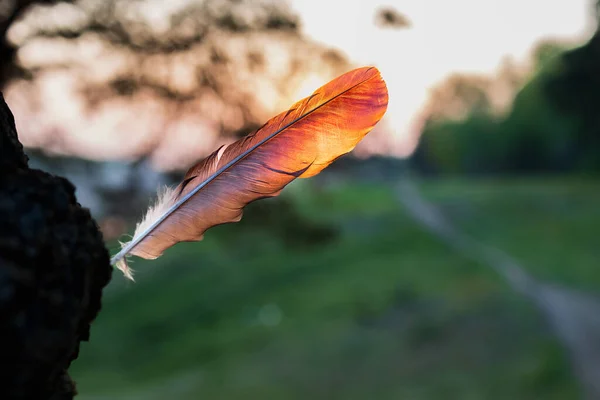 Akşam Çayırının Bulanık Arka Planında Kuş Tüyü Yakın Plan Gökyüzünün — Stok fotoğraf