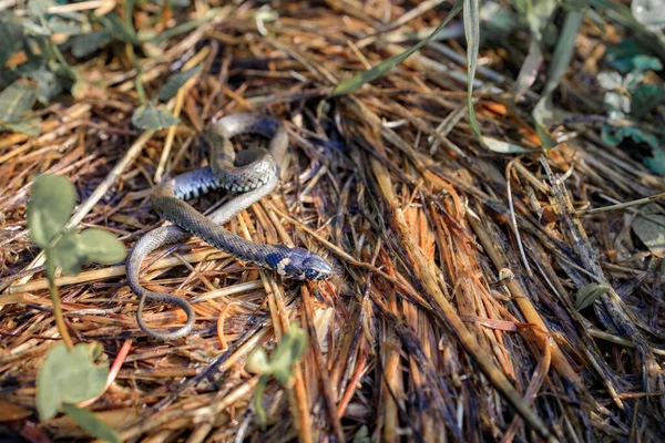 One Young Snake Brown Ground Snake Grass — 图库照片