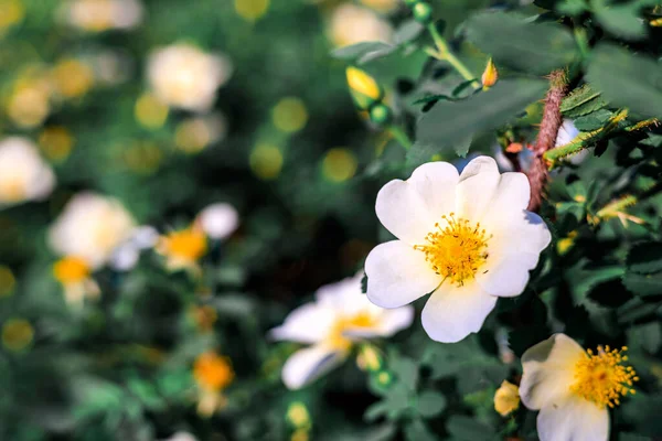 Biały Kwiat Róży Prawej Stronie Ramki Małe Muszki Kwiatku Zbliżenie — Zdjęcie stockowe