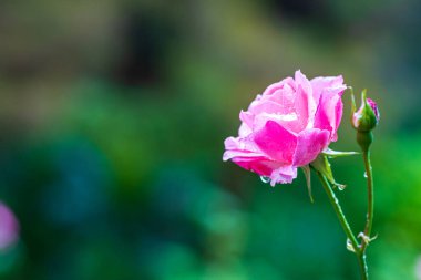 Çiçek açan bir gülün yapraklarına yağmur damlaları. Yeşil arka planda pembe çiçek
