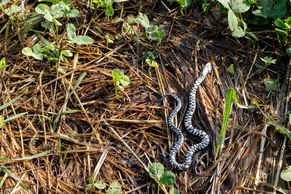 Una Serpiente Joven Muerta Revés Pequeña Serpiente Murió — Foto de Stock
