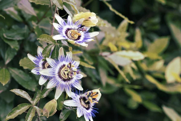 flowering plant passionflower blue multiple flowering heads. this plant is used to make a natural sedative