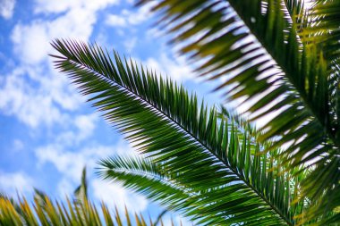Mavi gökyüzüne karşı yeşil palmiye dalları. O esnada gök uzayıp kısalmıştır.