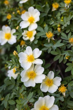 Bir dalda beyaz gül kalçaları, açılmış bir çiçeğin yakın çekimi, bahar mevsimi açık bir gündür.