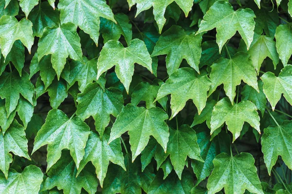 Groene Muur Van Loach Bladeren Decoratieve Muur Bedekt Met Plantenbladeren — Stockfoto