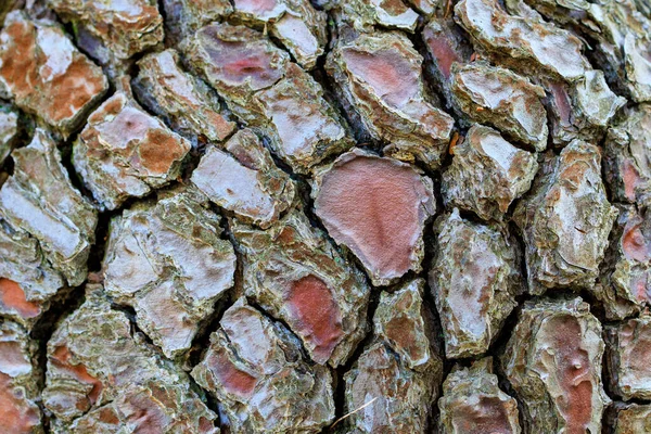 Close Pine Bark Texture Brown Tree Bark — Stock Photo, Image