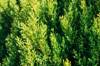 Bitkinin parlak yeşil rengi thuja oksidentalis, arka plan ağaç dallarından.