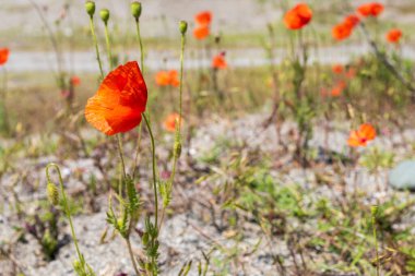 Kırmızı gelincikler tarlada çiçek açıyor, çiçekler yakın planda. Narkotik bitkiler