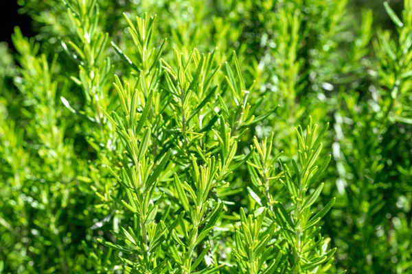 Groene Rozemarijn Struik Veel Takken Zijn Willekeurig Gerangschikt Verse Kruiden — Stockfoto