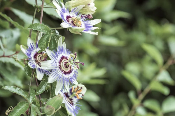 passion flower blue, a flower of a medicinal plant. used for the production of anxiety