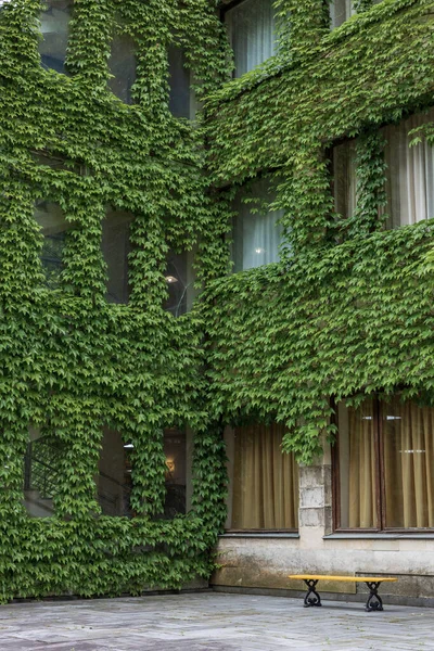 Будівля Вирощена Зеленим Листям Лавка Біля Будівлі Стіни Якої Покриті — стокове фото