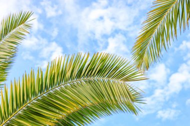 Mavi gökyüzüne karşı bir palmiye dalının kıvrımlı dalları. Tropiklerde sıcak bir gün