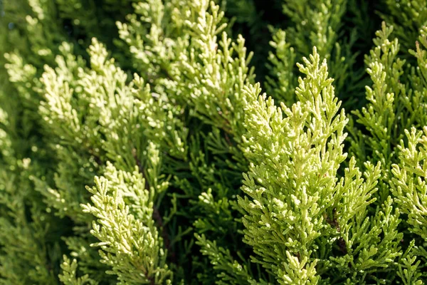 Gröna Grenar Växt Thuja Västra Bakgrund Gröna Grenar — Stockfoto