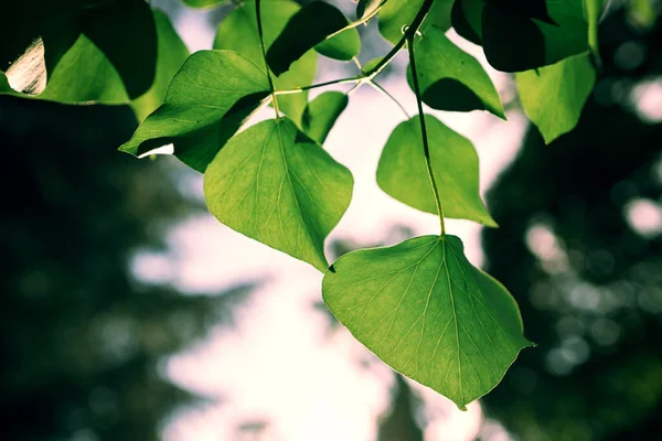 Grote Groene Bladeren Een Tak Close Achtergrond Wazig Zonnige Avond — Stockfoto