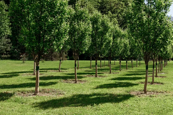 Řady Stromů Zahradě Mladé Dobře Udržované Stromy Zelená Tráva Jarní Royalty Free Stock Fotografie