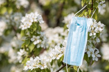 Çiçek açan bir ağacın dalına asılı bir tıbbi bez maske. Terk edilmiş maske, salgının sonu.
