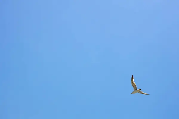 小鸟海鸥在蓝天的映衬下飞翔 自由飞行 — 图库照片