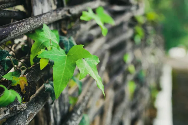 stock image in the foreground are bindweed leaves on a wicker fence growing through twigs. the background is blurred the perspective of the fence leaving the ovale