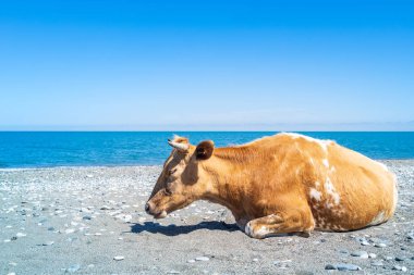 Gün ışığında deniz kıyısında uyuyan kızıl inek. Sahilde inekler dinleniyor.