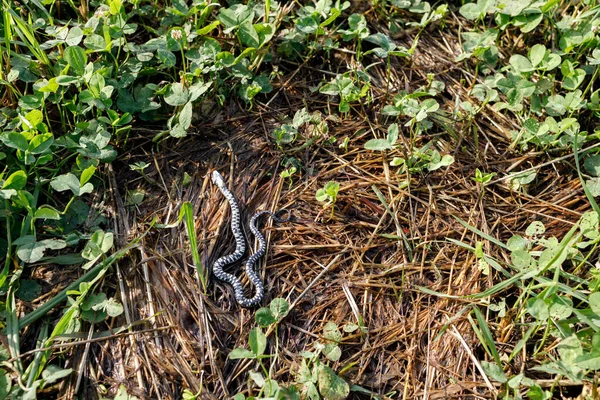 Uma Cobra Morta Jaz Chão Matou Uma Cobra Jovem — Fotografia de Stock