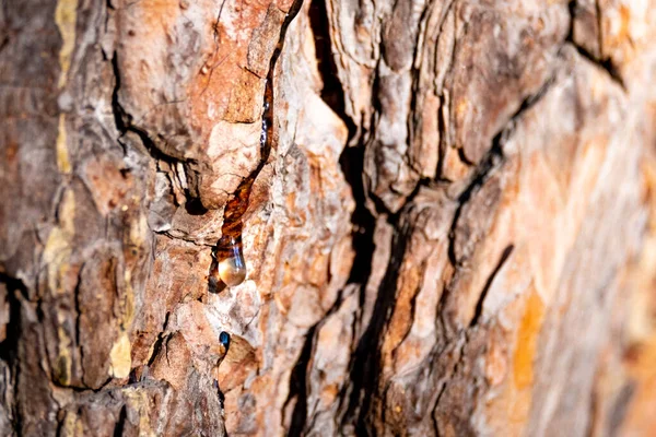 Small Drop Resin Pine Trunk Drop Resin Bark Tree — Stock Photo, Image